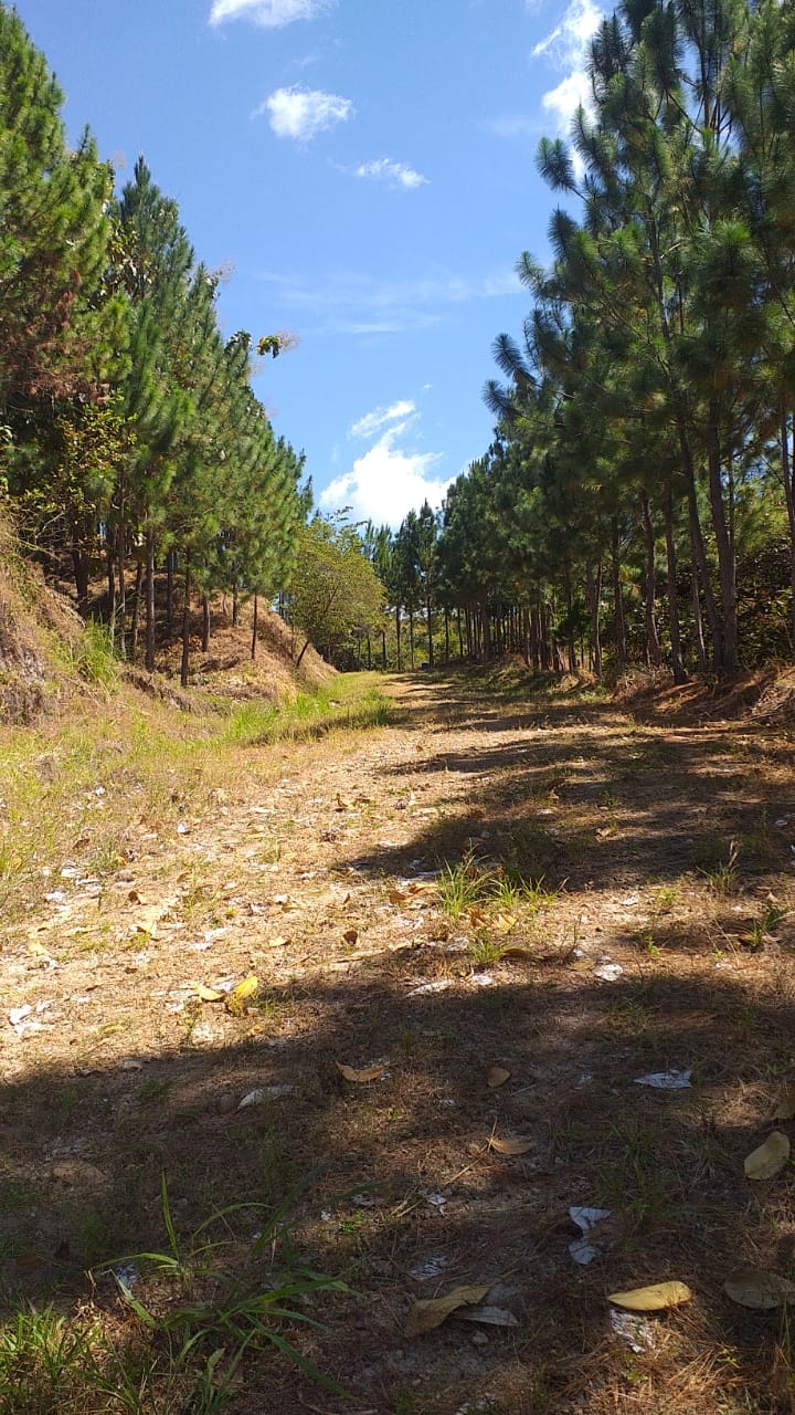 Terrenos en venta como inversión forestal