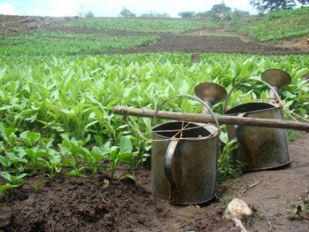 Terre / Ferme