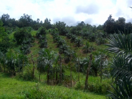 Terreno/Granja